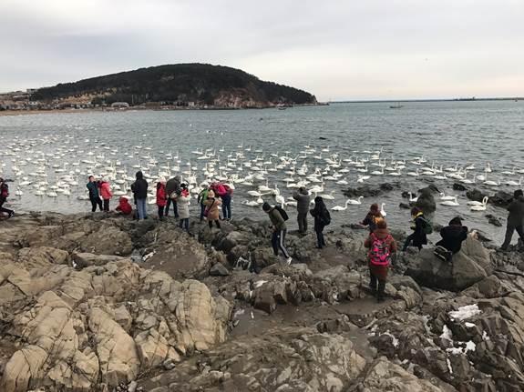 山东省荣成市：看天鹅、吃海鲜，每年吸引游客十万人，旅游总收入近一千万元！