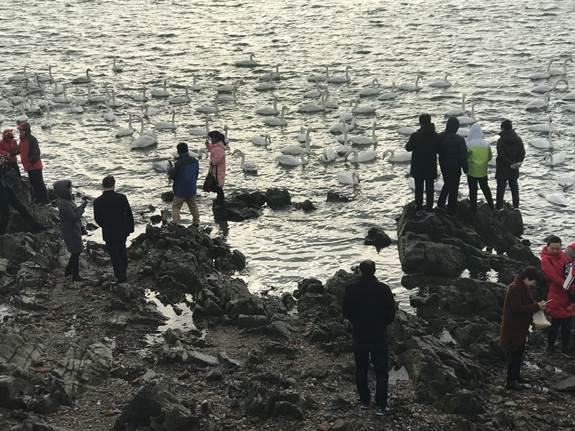 山东省荣成市：看天鹅、吃海鲜，每年吸引游客十万人，旅游总收入近一千万元！
