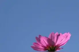 微信7.0“开屏送花” 搜狗搜索带你一起解“花语”图片