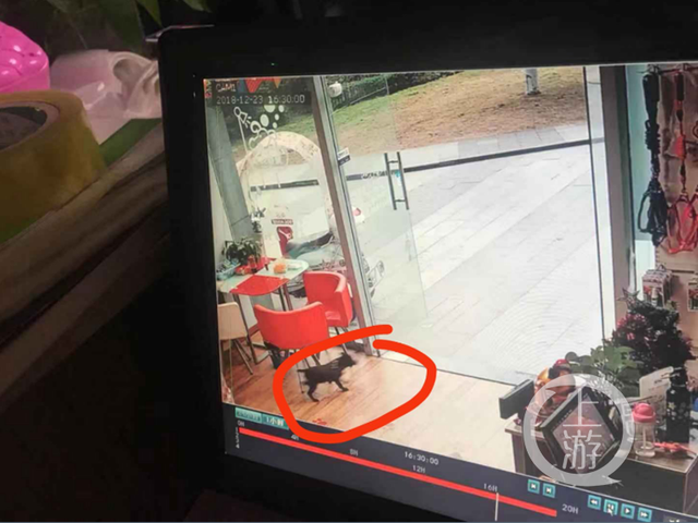 小狗逃离密室攻略（要成精这只狗狗会开锁 上演密室逃脱）