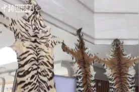 11张老虎皮！广西破获特大跨国涉珍贵、濒危野生动物案视频封面