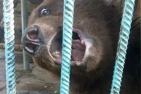 酒后酿悲剧！旅店女员工给顾客炫耀喂食硕大棕熊，不料胳膊被咬断