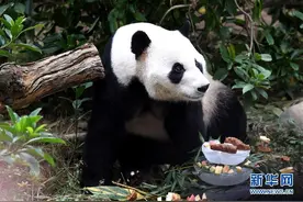 广西柳州动物园为大熊猫“明浜”举办生日会图片