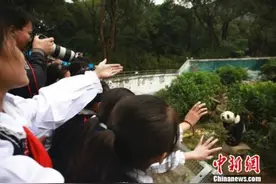 大熊猫明浜12岁生日会 享用冰“蛋糕”与“串串”图片