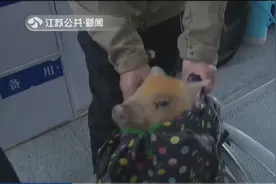 女子回家过年，竟带一只活猪上火车！工作人员当即阻拦视频封面