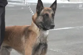 直击乌鲁木齐特警警犬训练视频封面