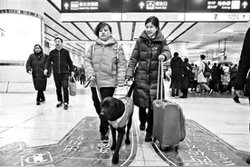 明星导盲犬珍妮退役 黑萌萌抵京“接班”引路图片