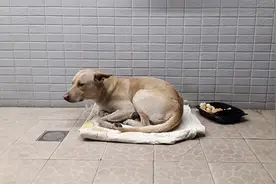 你会来接我的对吗？狗狗不知被主人遗弃，乖乖在原地等了半年视频封面