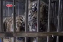 走近高原野生动物园饲养员——猛兽们的“保护神”关晓斌视频封面