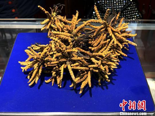 青海冬虫夏草产量居全国之首 潜在经济价值可观