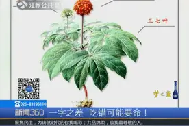 一字之差，可能要命！“土三七”当“三七”煮服，60岁老人肝受损视频封面