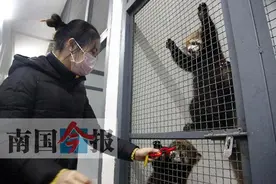 柳州动物园成功繁育小熊猫 4只萌宝宝亮相图片
