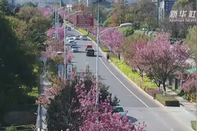 一起打卡昆明的“冬樱花大道”视频封面