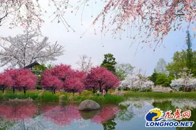 玄武湖樱花片区建设接近尾声 将带来10个最美赏樱“打卡”点图片