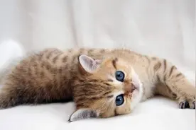 午FUN丨没有对比就没有伤害，别人家的猫咪VS你家的猫咪