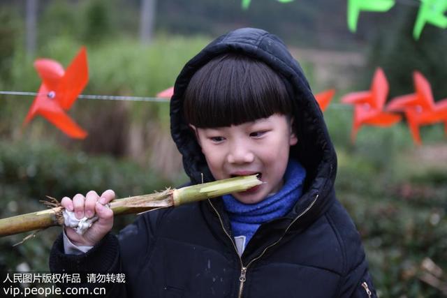 甘蔗怎么吃甘蔗只能生吃吗（吃甘蔗只会使劲啃为你介绍几种甘蔗的熟吃方法）