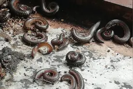 广东一村落出现虫患，成群结队的千足虫入侵民宅，专家：不必惊慌视频封面