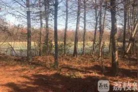 南京浦口一被征地块成垃圾填埋场 工程车专等城管下班时出动图片