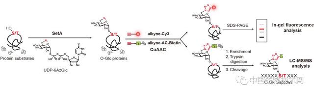 陈兴课题组揭示军团菌来源的新型O-糖基转移酶机理