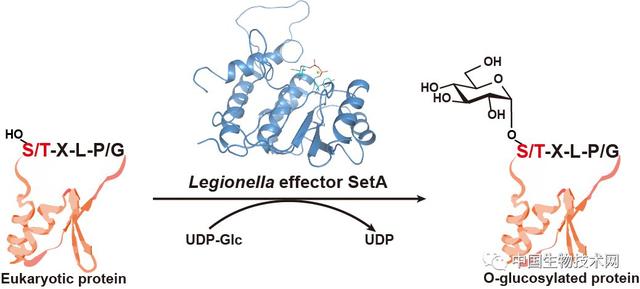 陈兴课题组揭示军团菌来源的新型O-糖基转移酶机理