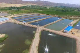 甘肃景泰：盐碱地“生”鱼虾视频封面
