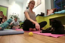 喵！猫咪陪你做瑜伽视频封面