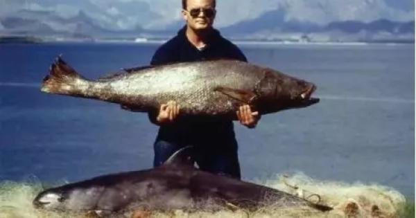 鱼鳔价格和图片大全 2026年鱼鳔的图片和作用