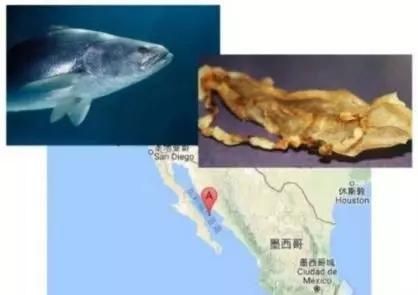 鱼鳔价格和图片大全 2026年鱼鳔的图片和作用