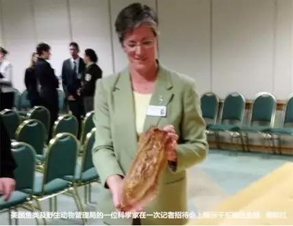 鱼鳔价格和图片大全 2026年鱼鳔的图片和作用