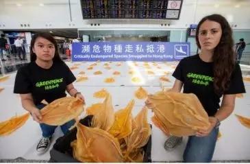 鱼鳔价格和图片大全 2026年鱼鳔的图片和作用