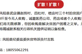滁州三个村贫困户急需您帮助 8000斤决明子盼收购图片