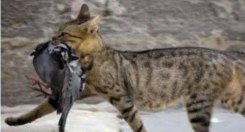 澳洲人民被猫猫惹怒，斥资建御电网，能灭一只是一只
