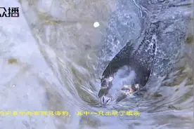 “趵突泉养海豹”被责令整改：没人巡查，游客随意投喂视频封面