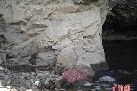 中国三江源头已成欧亚水獭固定活动地点图片