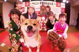 十二生肖里当然有猫，只不过是在越南图片
