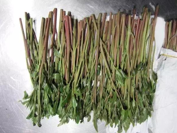 这张小纸片竟能让人上瘾自杀！发现孩子玩这种花花绿绿的纸，立刻报警！