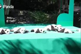 你见过企鹅、熊猫刚出生的样子吗？简直萌翻了！图片