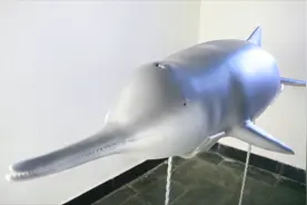 “最后”的白鱀豚“淇淇”3D打印标本展出