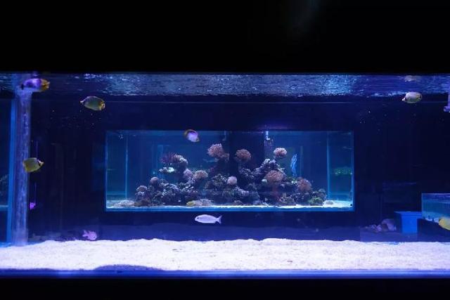 4500㎡巨型室内动物园惊现大石坝，3600只萌宠等你来撩！