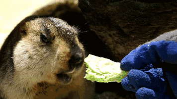 4500㎡巨型室内动物园惊现大石坝，3600只萌宠等你来撩！