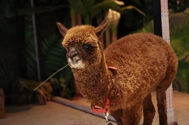 4500㎡巨型室内动物园惊现大石坝，3600只萌宠等你来撩！