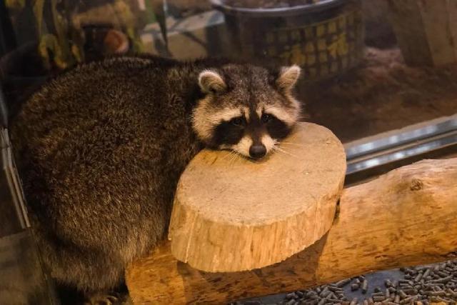 4500㎡巨型室内动物园惊现大石坝，3600只萌宠等你来撩！