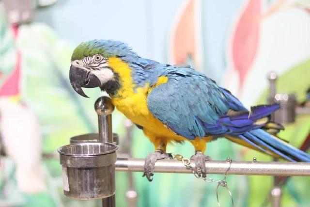 4500㎡巨型室内动物园惊现大石坝，3600只萌宠等你来撩！