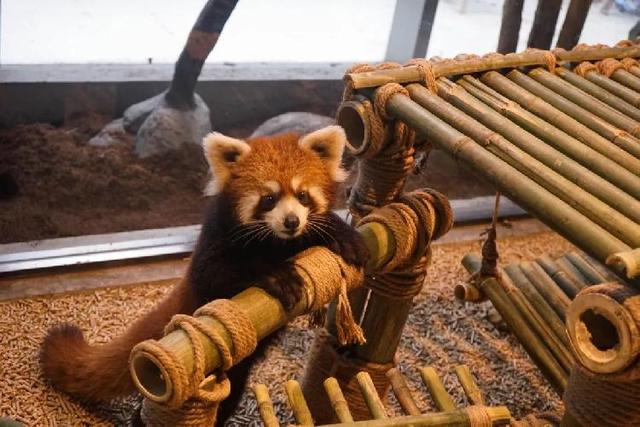 4500㎡巨型室内动物园惊现大石坝，3600只萌宠等你来撩！