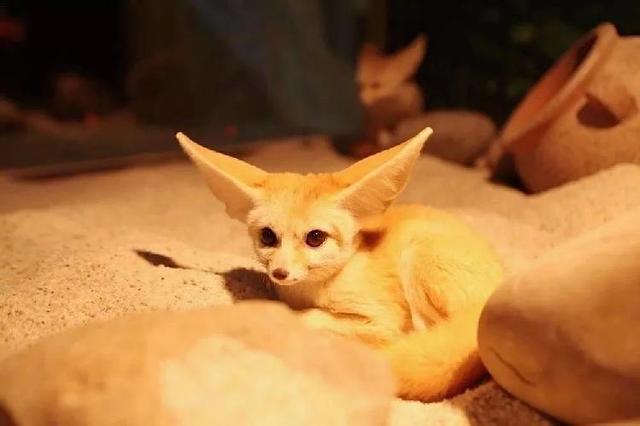 4500㎡巨型室内动物园惊现大石坝，3600只萌宠等你来撩！