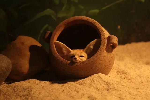 4500㎡巨型室内动物园惊现大石坝，3600只萌宠等你来撩！