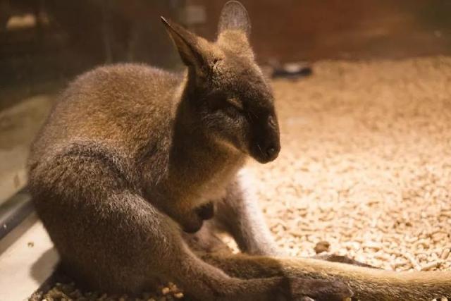 4500㎡巨型室内动物园惊现大石坝，3600只萌宠等你来撩！