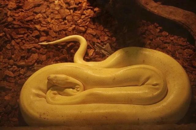 4500㎡巨型室内动物园惊现大石坝，3600只萌宠等你来撩！