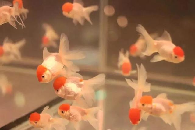 4500㎡巨型室内动物园惊现大石坝，3600只萌宠等你来撩！