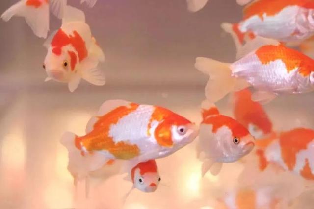 4500㎡巨型室内动物园惊现大石坝，3600只萌宠等你来撩！